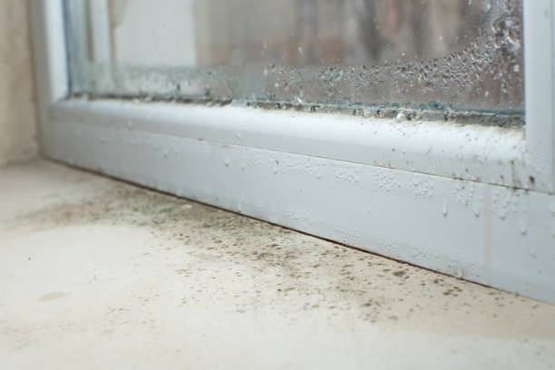 Professional Mold Removal in Primera, TX